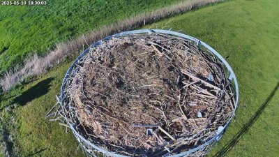 Live Webcam Storchennest Moormerland-Tergast