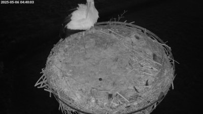 Live Webcam Storchennest Moormerland-Tergast