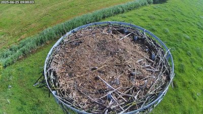 Live Webcam Storchennest Moormerland-Tergast