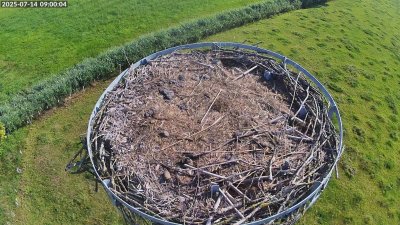 Live Webcam Storchennest Moormerland-Tergast