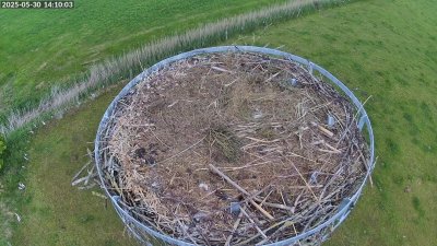 Live Webcam Storchennest Moormerland-Tergast