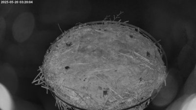 Live Webcam Storchennest Moormerland-Tergast