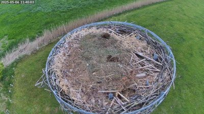 Live Webcam Storchennest Moormerland-Tergast
