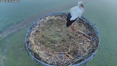 Live Webcam Storchennest Moormerland-Tergast
