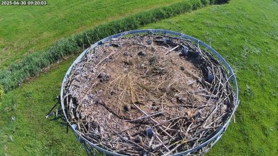 Live Webcam Storchennest Moormerland-Tergast