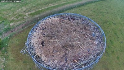 Live Webcam Storchennest Moormerland-Tergast
