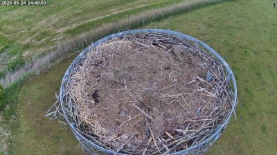 Live Webcam Storchennest Moormerland-Tergast