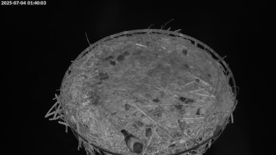 Live Webcam Storchennest Moormerland-Tergast