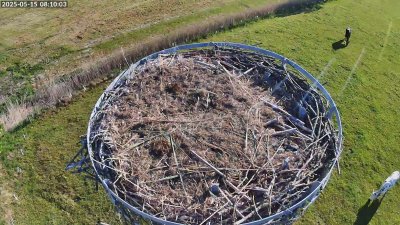 Live Webcam Storchennest Moormerland-Tergast