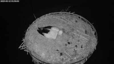 Live Webcam Storchennest Moormerland-Tergast
