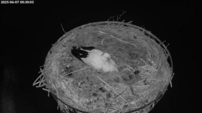 Live Webcam Storchennest Moormerland-Tergast