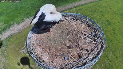 Live Webcam Storchennest Moormerland-Tergast