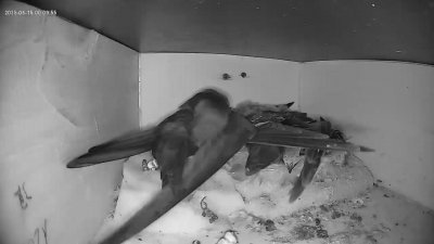 Live Webcam Mauersegler Köln #1