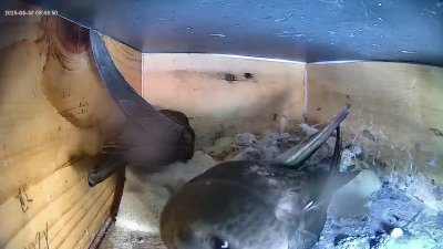Live Webcam Mauersegler Köln #1