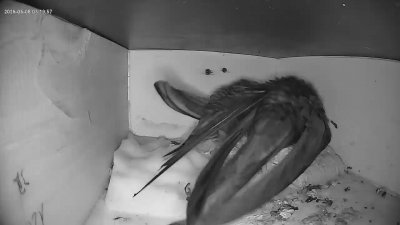 Live Webcam Mauersegler Köln #1