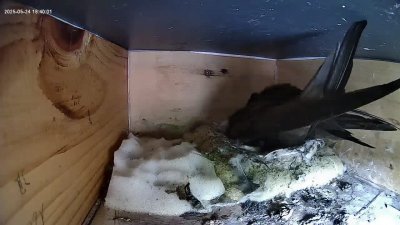 Live Webcam Mauersegler Köln #1