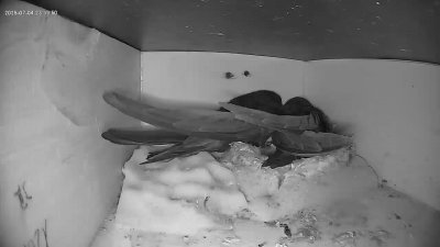 Live Webcam Mauersegler Köln #1