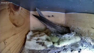 Live Webcam Mauersegler Köln #1