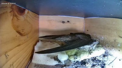 Live Webcam Mauersegler Köln #1
