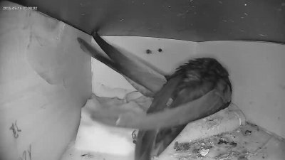 Live Webcam Mauersegler Köln #1