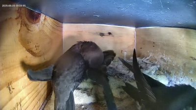Live Webcam Mauersegler Köln #1