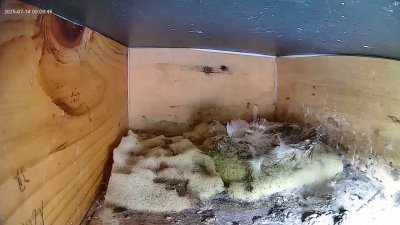 Live Webcam Mauersegler Köln #1