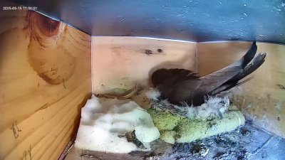 Live Webcam Mauersegler Köln #1