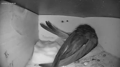Live Webcam Mauersegler Köln #1