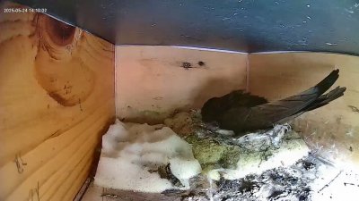 Live Webcam Mauersegler Köln #1