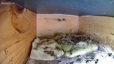 Live Webcam Mauersegler Köln #1