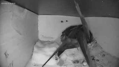 Live Webcam Mauersegler Köln #1