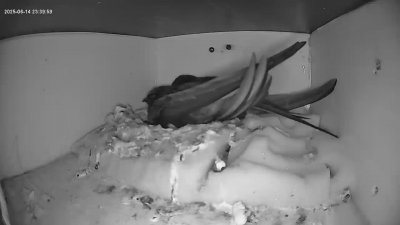 Live Webcam Mauersegler Köln #2