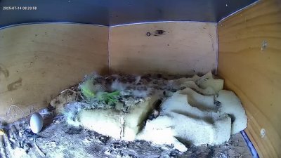 Live Webcam Mauersegler Köln #2