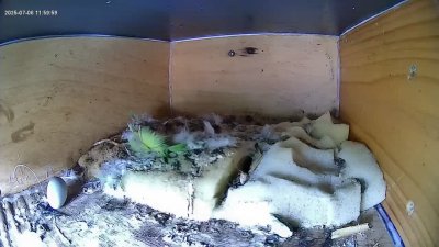 Live Webcam Mauersegler Köln #2