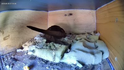 Live Webcam Mauersegler Köln #2
