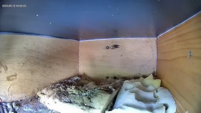 Live Webcam Mauersegler Köln #2