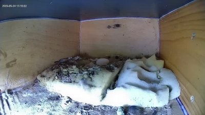 Live Webcam Mauersegler Köln #2
