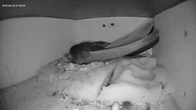 Live Webcam Mauersegler Köln #2
