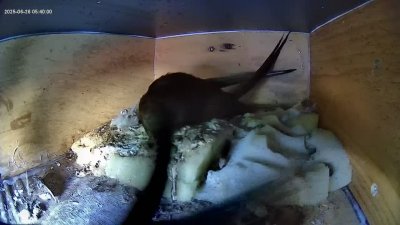 Live Webcam Mauersegler Köln #2