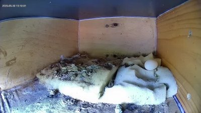 Live Webcam Mauersegler Köln #2