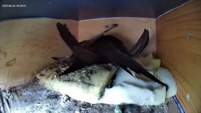 Live Webcam Mauersegler Köln #2