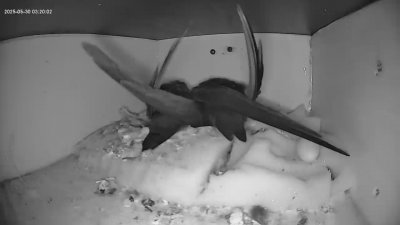 Live Webcam Mauersegler Köln #2