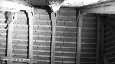 Live Webcam Großes Mausohr Rodenbach