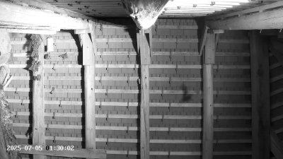 Live Webcam Großes Mausohr Rodenbach
