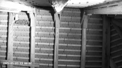 Live Webcam Großes Mausohr Rodenbach