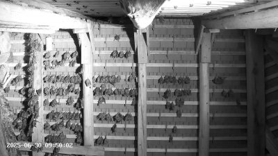 Live Webcam Großes Mausohr Rodenbach