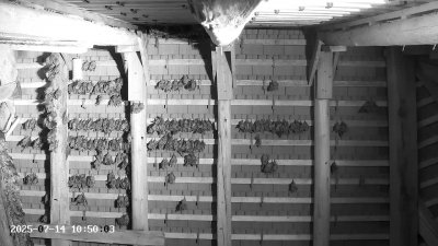 Live Webcam Großes Mausohr Rodenbach