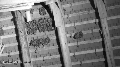 Live Webcam Großes Mausohr Rodenbach