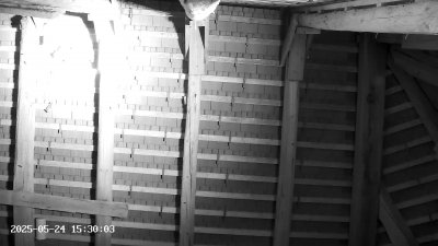 Live Webcam Großes Mausohr Rodenbach