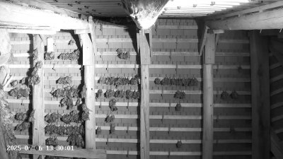 Live Webcam Großes Mausohr Rodenbach